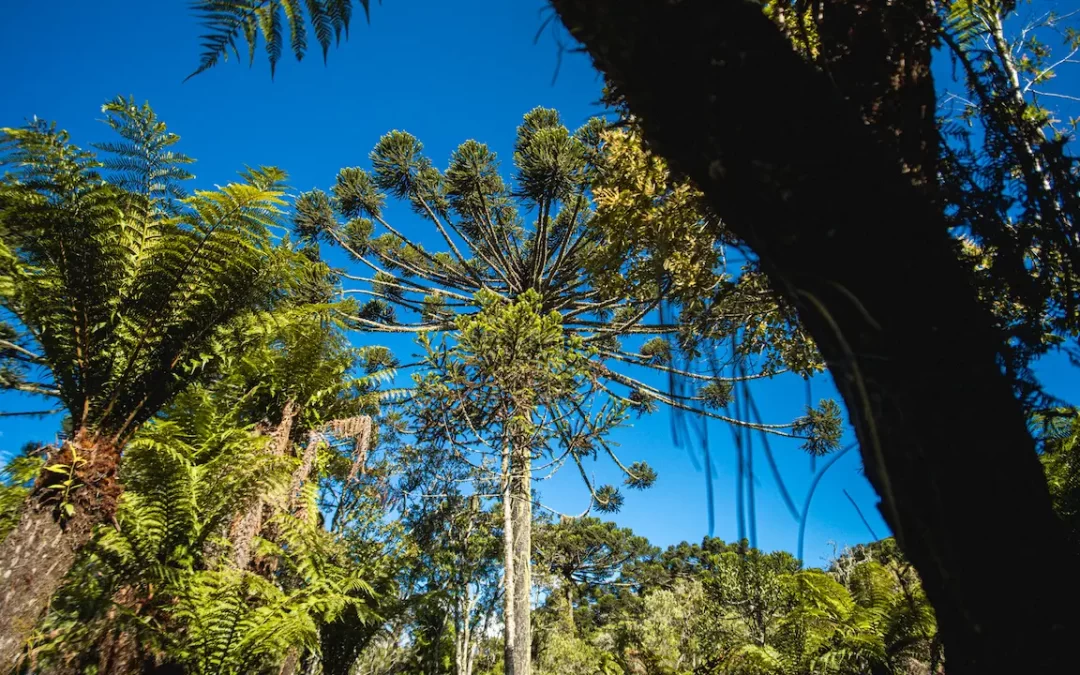 Mel de Bracatinga: A preciosa iguaria da Mata Atlântica.